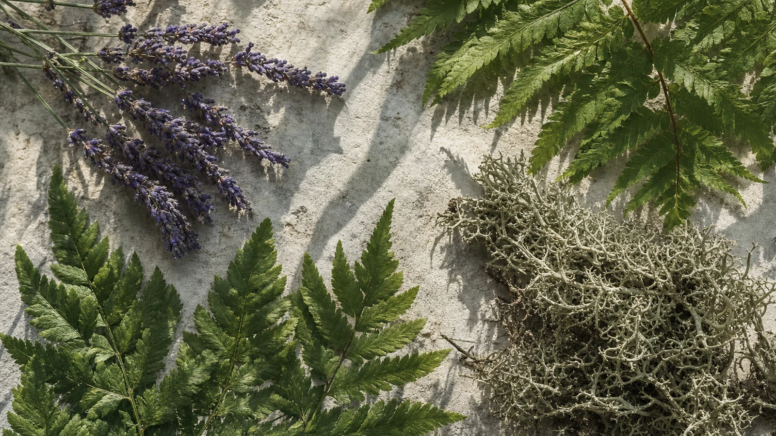 Six perfume bottles are arranged on stone surfaces, surrounded by ferns, lavender, and moss, with a dark green background creating a natural, earthy atmosphere