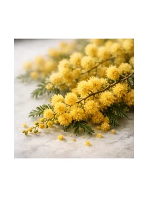 Acacia