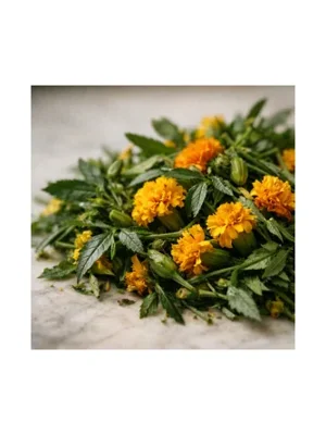 African Marigold