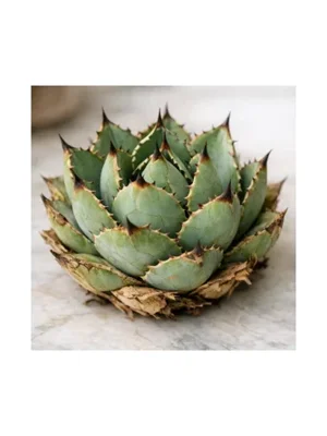 Agave