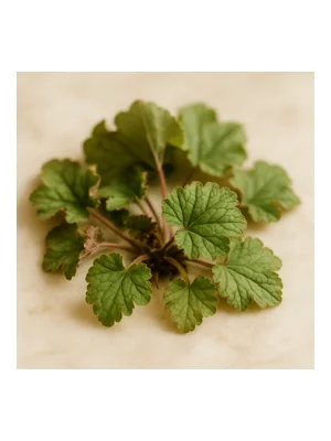 Alumroot