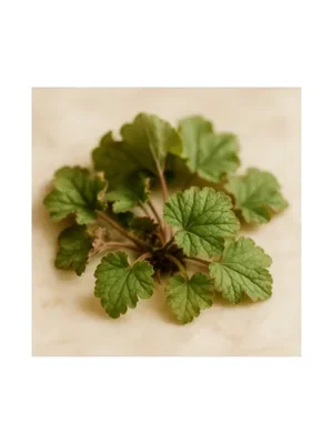 Alumroot