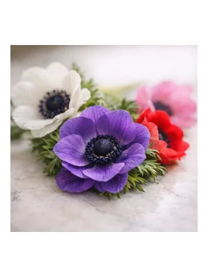 Anemone