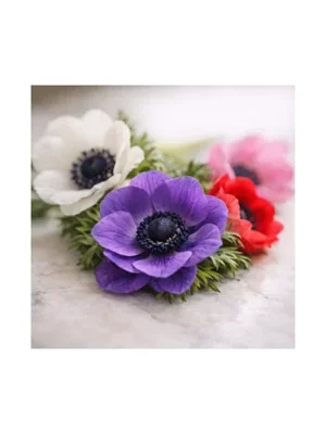 Anemone