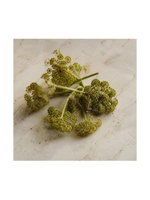 Angelica Flower