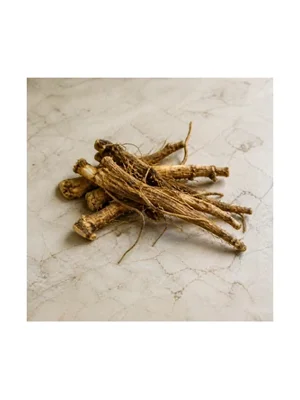 Angelica Root