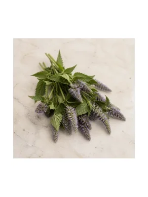 Anise Hyssop