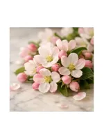 Apple Blossom