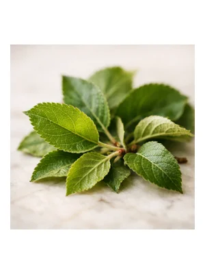 Apple Leaf