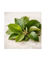 Apple Leaf
