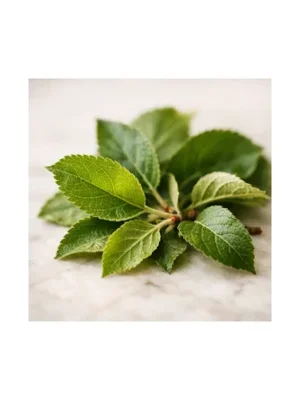 Apple Leaf