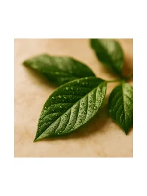 Aqua Leaf