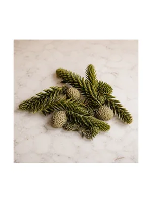 Araucaria