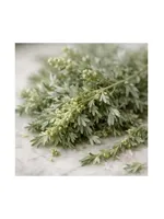 Artemisia