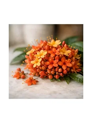 Ashoka Flower