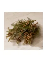 Australian Blue Cypress