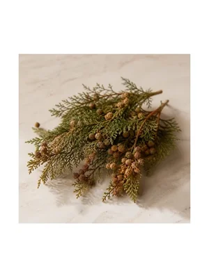 Australian Blue Cypress