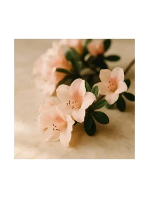 Azalea