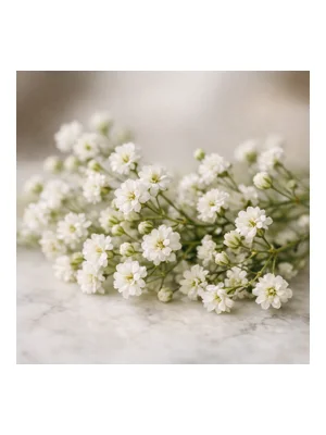 Baby’S Breath