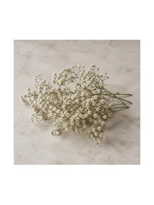 Baby’s Breath