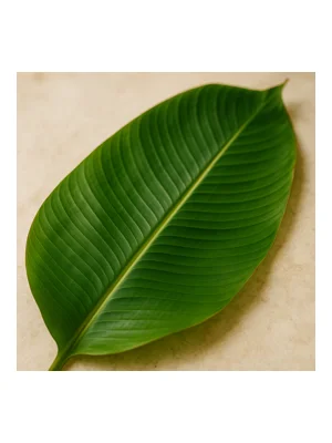 Banana leaf