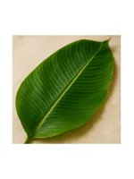 Banana Leaf