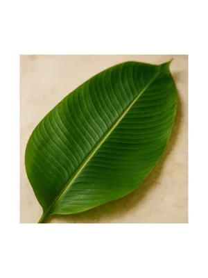 Banana Leaf