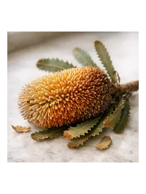 Banksia Australian