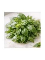 Basil