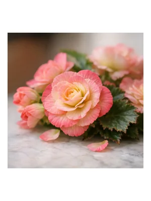 Begonia
