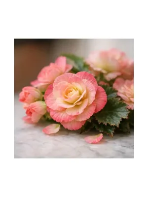 Begonia