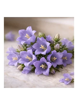Bellflower