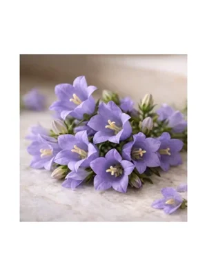 Bellflower