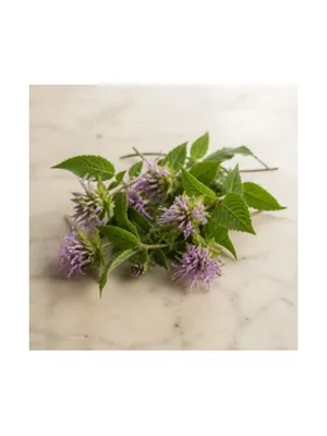 Bergamot Mint