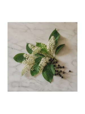 Bird Cherry