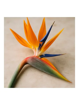 Bird of Paradise