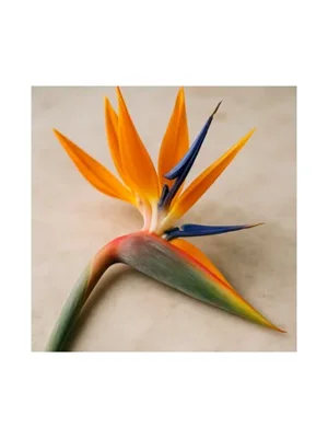 Bird of Paradise
