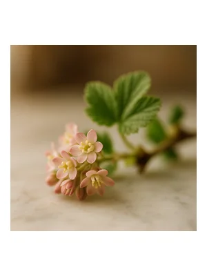 Black Currant Blossom