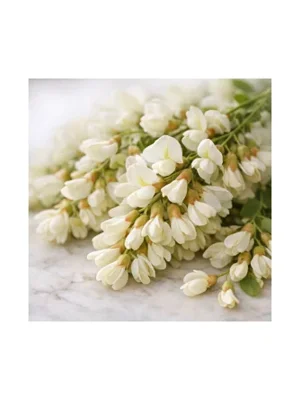 Black Locust
