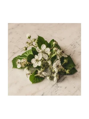 Blackberry Blossom