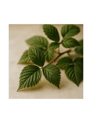 Blackberry Leaf