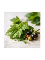 Blackcurrant Leaf