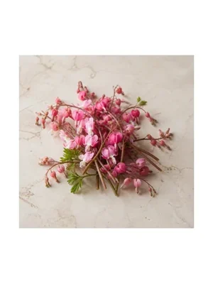 Bleeding-Heart Flower