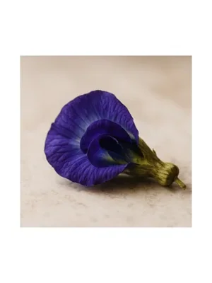 Blue Pea Flower