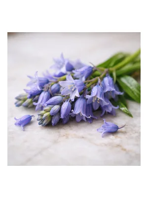 Bluebell