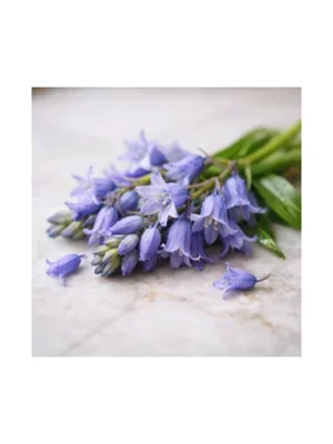 Bluebell