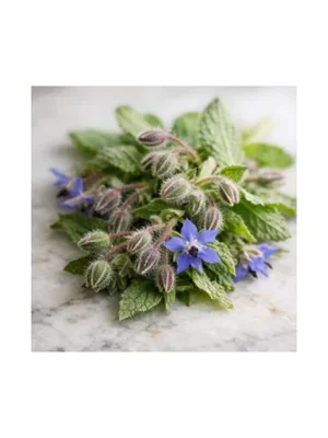 Borage
