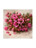 Boronia