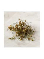 Boronia