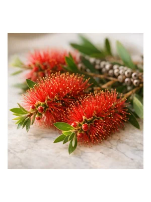Bottlebrush